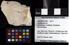 Foto (Objket + Etiketten) von Cyclothyreus sp. 